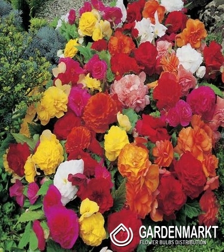 Begonia Non-Stop Mix 5 szt.