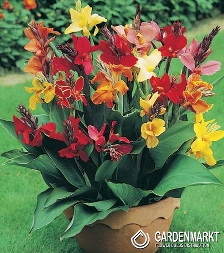 Canna Mix 5 szt.