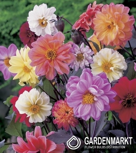 Dalia Ciemnolistna Mix 5 szt.