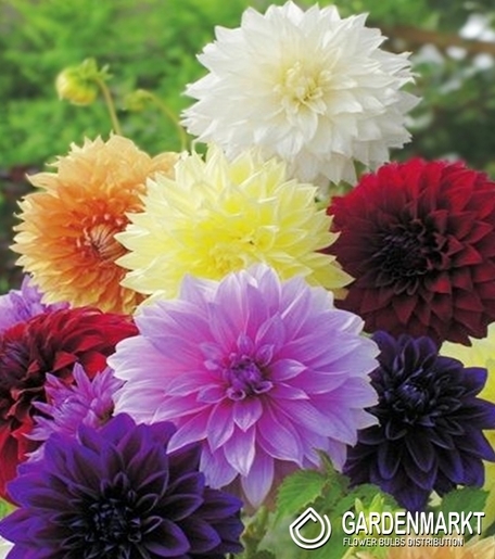 Dalia Dekoracyjna Mix 5 szt.