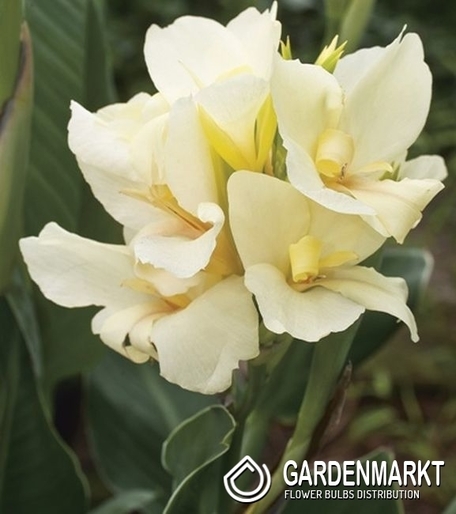 Canna-Kanna Alaska 1 szt.