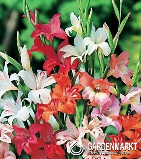 Gladiolus-Mieczyk Nanus Mix 5 szt.