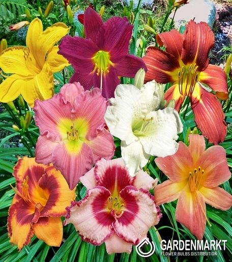 Hemerocallis - Liliowiec Pojedyńczy Mix 5 szt.