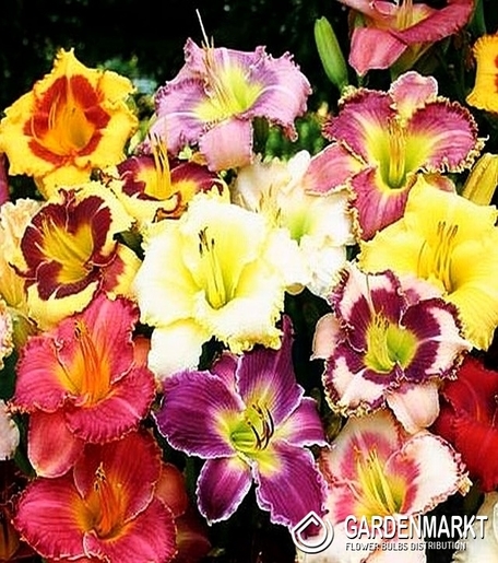 Hemerocallis - Liliowiec Pełny Mix 5 szt.