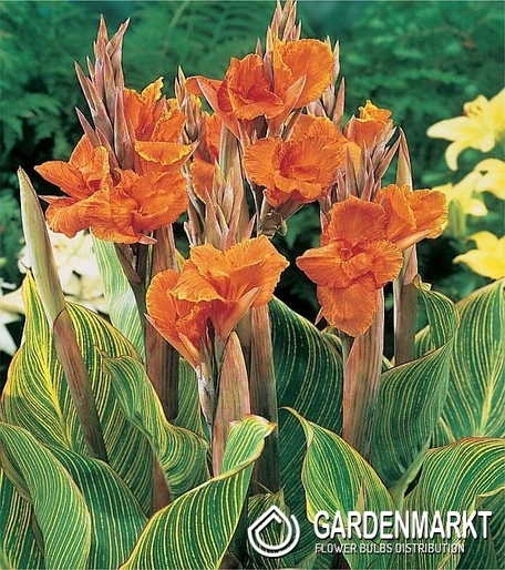 Canna-Kanna Pretoria 1 szt.