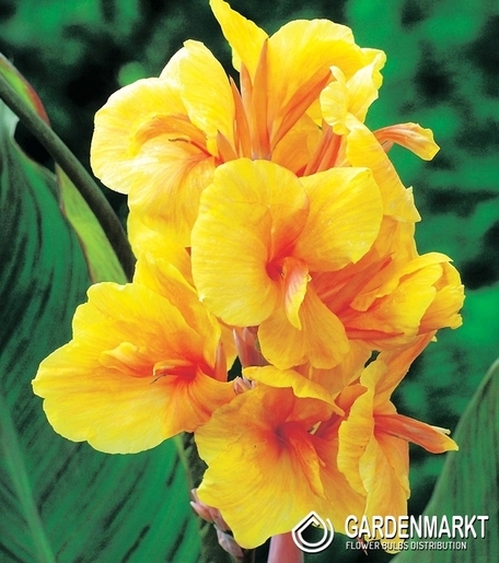 Canna-Kanna Golden Lucifer 1 szt.