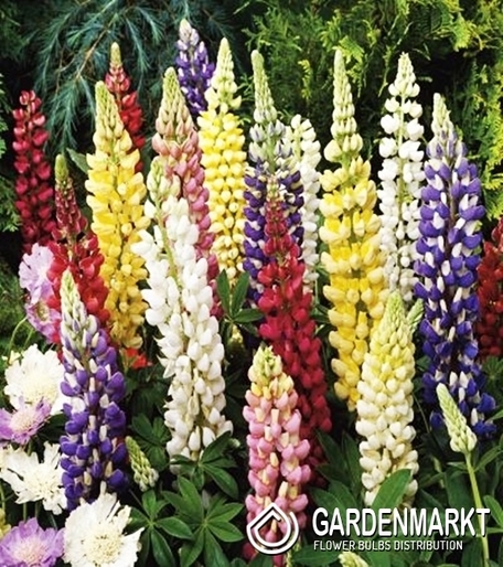 Lupinus-Łubin Ozdobny Mix 5 szt.