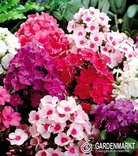 Phlox Paniculata-Floks Wiechowaty Mix 5 szt.
