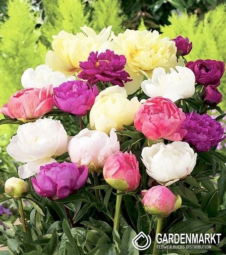 Piwonia Mix 5 szt.