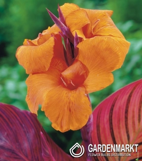 Canna-Kanna Tropicana 1 szt.