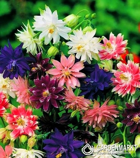 Aquilegia-Orlik Pełny Mix 5 szt.