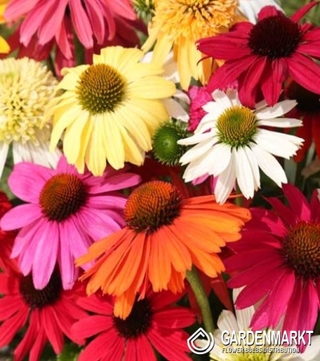 Echinacea-Jeżówka Mix 5 szt.