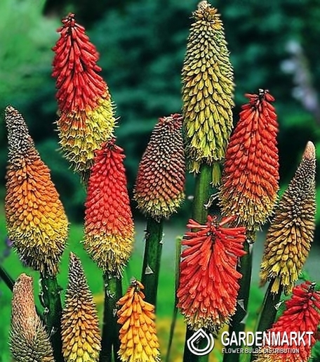 Kniphofia-Trytoma Mix 5 szt.