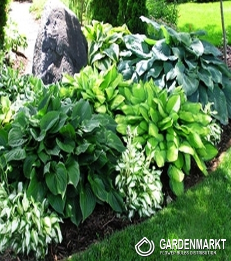Hosta Mix 5 szt.