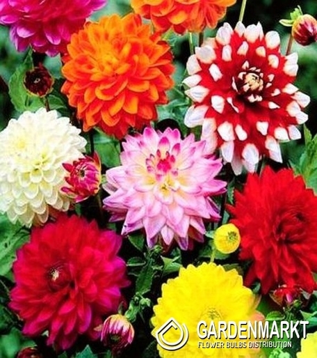 Dalia Mix 5 szt.