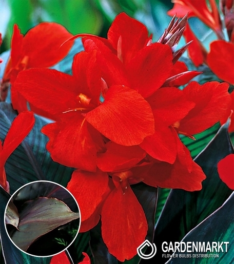 Canna-Kanna Black Knight 1 szt.
