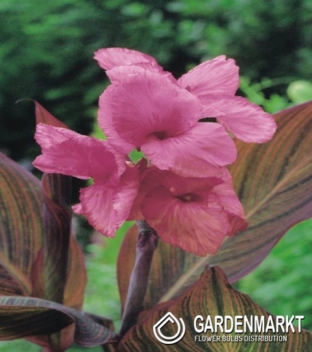 Canna-Kanna Pink Sunburst 1 szt.