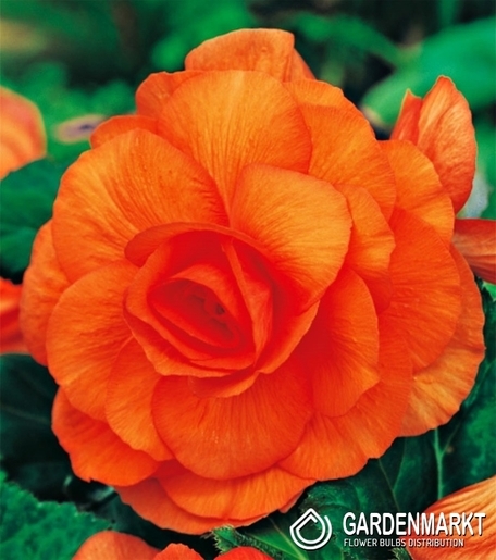 Begonia Podwójna Pomarańczowa 5 szt.