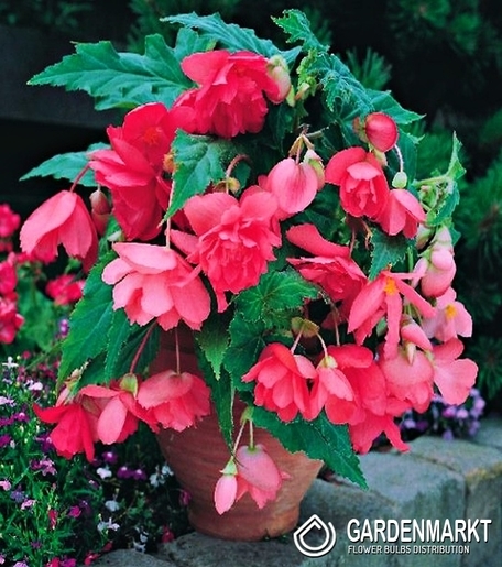 Begonia Zwisająca Różowa 5 szt.