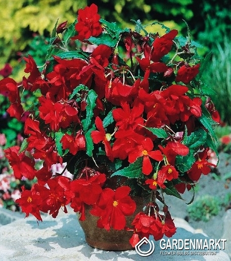 Begonia Zwisająca Czerwona 5 szt.