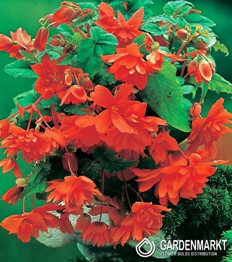 Begonia Zwisająca Pomarańczowa 5 szt.