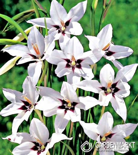 Acidanthera-Mieczyk Abisyński 50 szt.