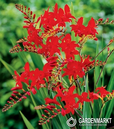 Crocosmia Lucifer 25 zt.