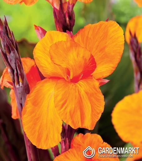 Canna-Kanna Jivago 1 szt.