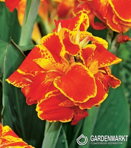 Canna-Kanna Queen Charlotte 1 szt.