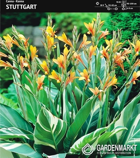 Canna-Kanna Stuttgart 1 szt.