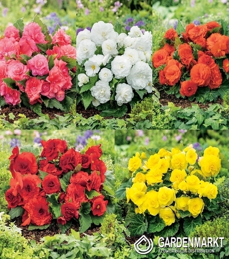 Zestaw Begonia Non-Stop 5/+