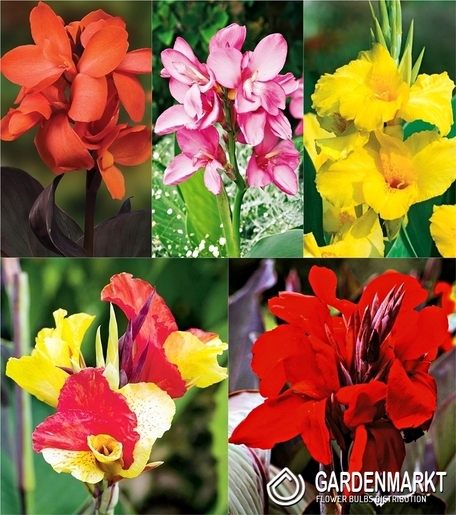 Zestaw Canna-Paciorecznik 1 I wybór