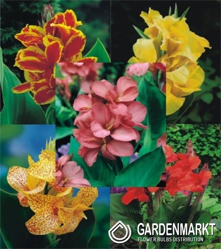 Zestaw Canna-Paciorecznik 2 I wybór