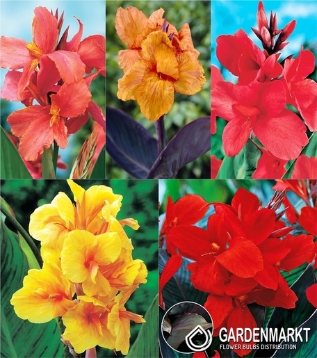 Zestaw Canna-Paciorecznik 3 I wybór