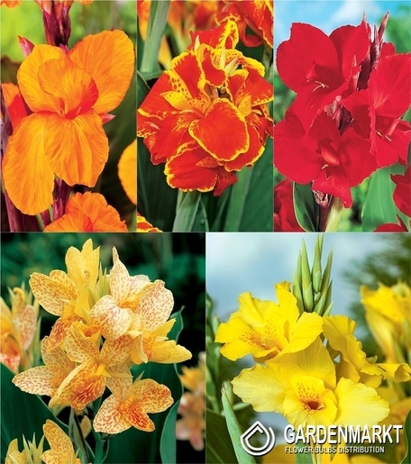 Zestaw Canna-Paciorecznik 4 I wybór