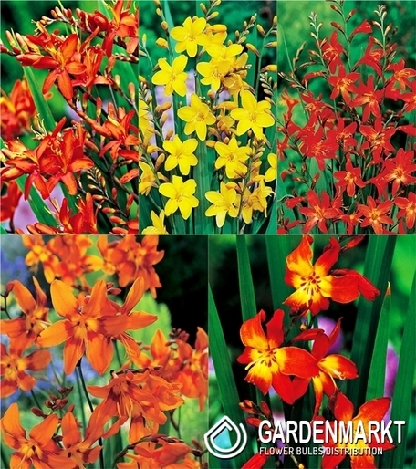 Zestaw Crocosmia-Cynobrówka 6/+