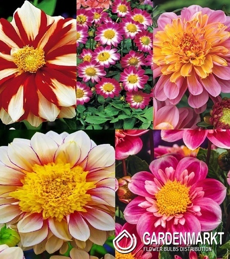 Zestaw Dalia Anemonowa I wybór