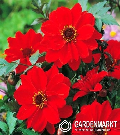 Dalia Ciemnolistna Bishop Of Llandaff 1 szt.