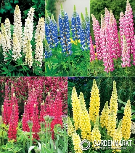 Zestaw Lupinus-Łubin Ozdobny I wybór