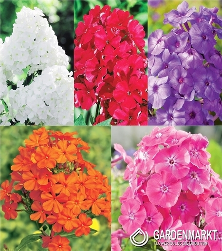 Zestaw Phlox-Płomyk Wiechowaty 1 I wybór