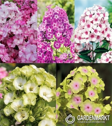 Zestaw Phlox-Płomyk Wiechowaty 2 I wybór