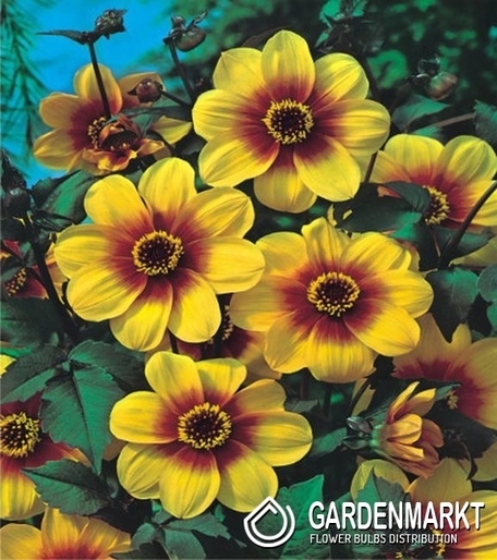 Dalia Ciemnolistna Sunshine 1 szt.