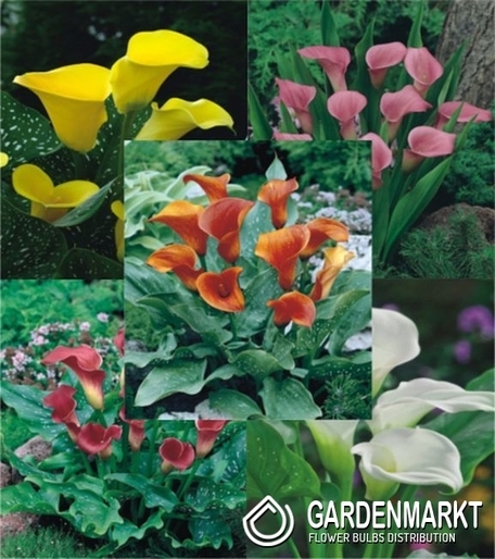 Zestaw Zantedeschia-Calla 1