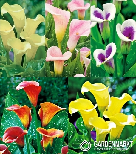 Zestaw Zantedeschia-Calla 2 
