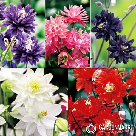 Zestaw Aquilegia-Orlik Pełny I wybór
