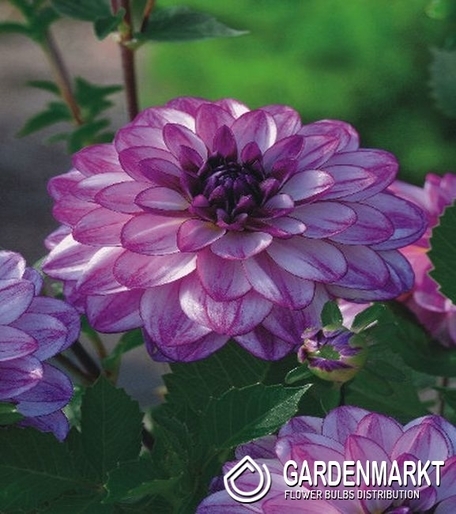 Dalia Ciemnolistna Seduction 1 szt.