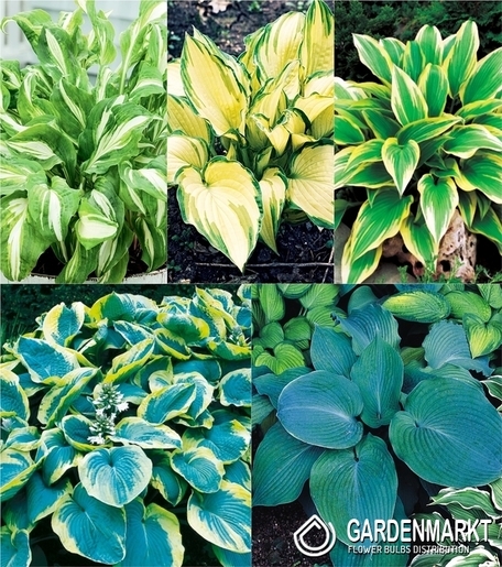 Zestaw Hosta-Funkia 1 I wybór