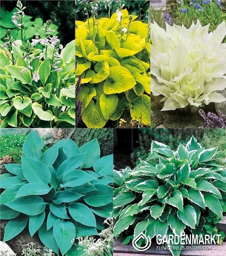 Zestaw Hosta-Funkia 2 I wybór