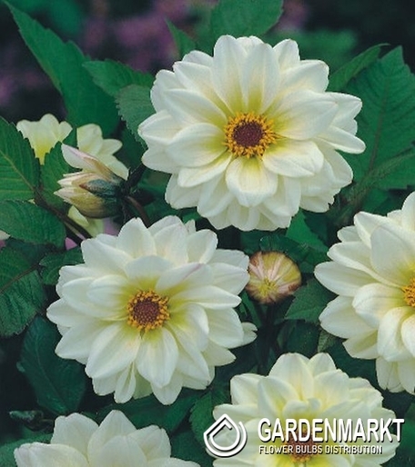Dalia Ciemnolistna Classic Swanlake 1 szt.