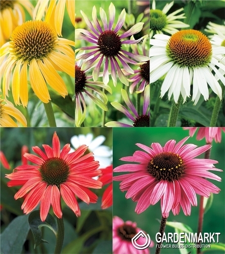 Zestaw Echinacea-Jeżówka I wybór